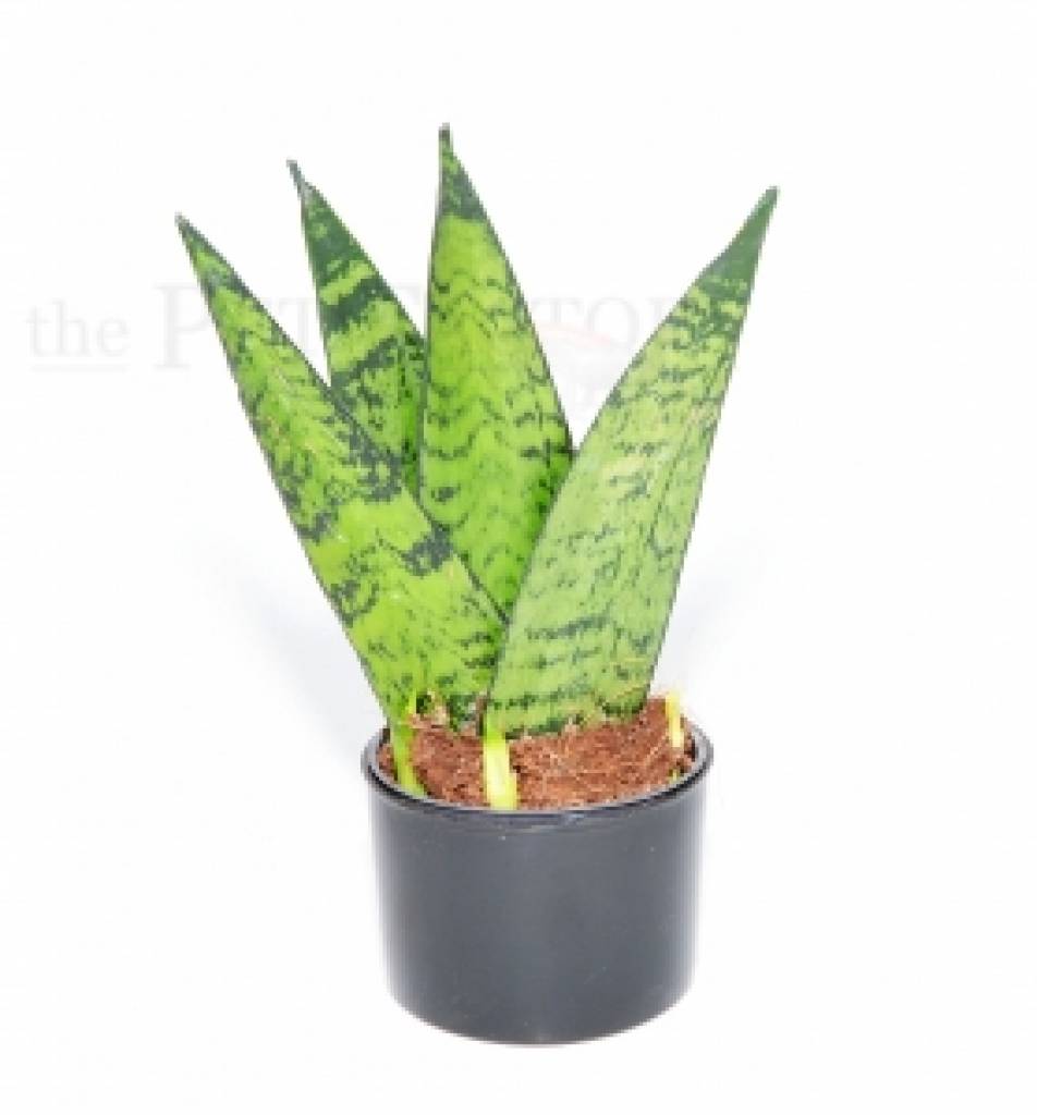 Sansevieria ceylanica